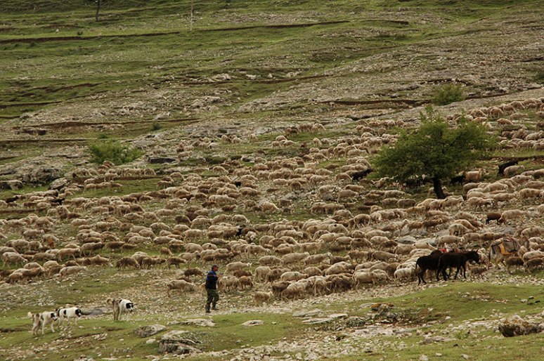 Shepherds, Tsudakhar, Dagestan Republic, Russia