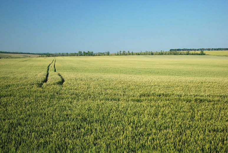 Fields, near Rossosh, Voronezh Region, Russia