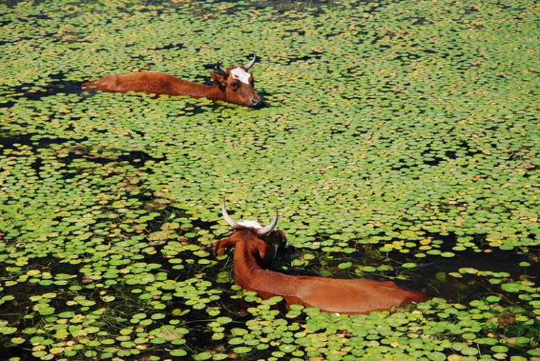 Cows, Ganyushkino, Atyrau Region, Kazakhstan