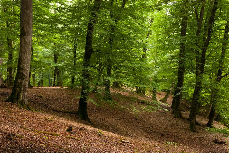 Beech Forest, near Sari, Mazandaran Province, Iran