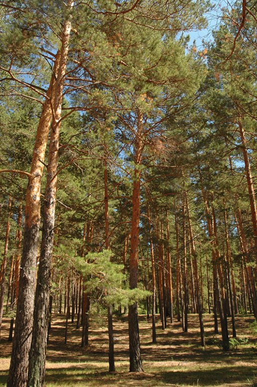 Pine Forest, Novoyegoryevskoye, Altai Territory, Russia
