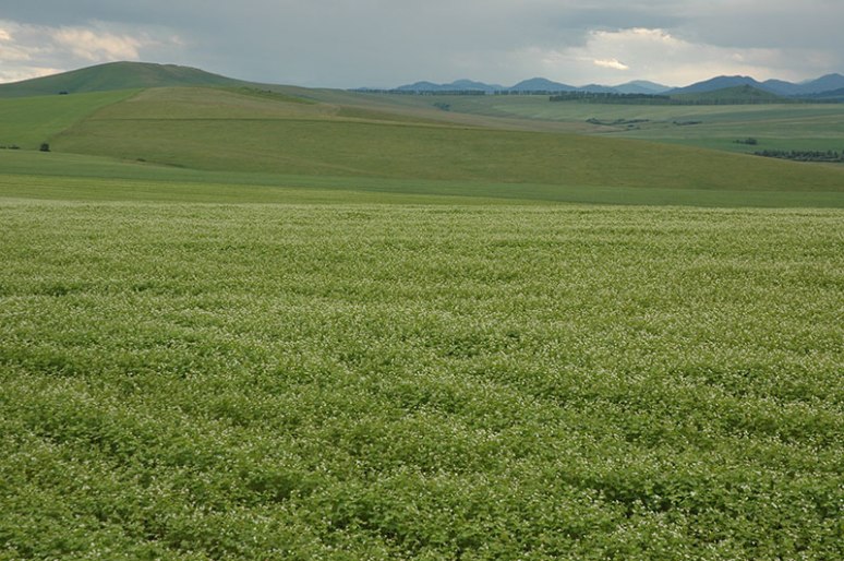 Crop Fields, near Belokurikha, Altai Territory, Russia