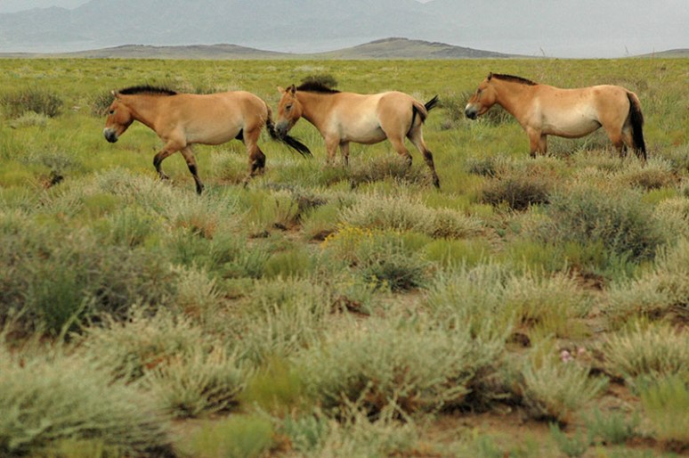 Przewalski's Horses, Great Gobi 'B' Strictly Protected Area, Govi-Altai Province, Mongolia