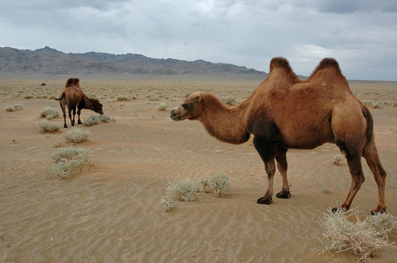 Bactrian Camels, near Sevrei, Ömnögovi Province, Mongolia
