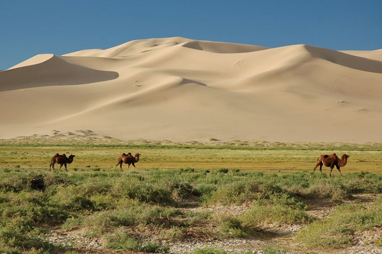 Khongoryn Els, Ömnögovi Province, Mongolia