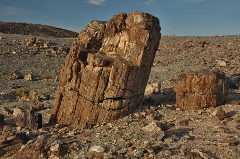 Petrified Tree, Mt Suikhent, Dornogovi Province, Mongolia