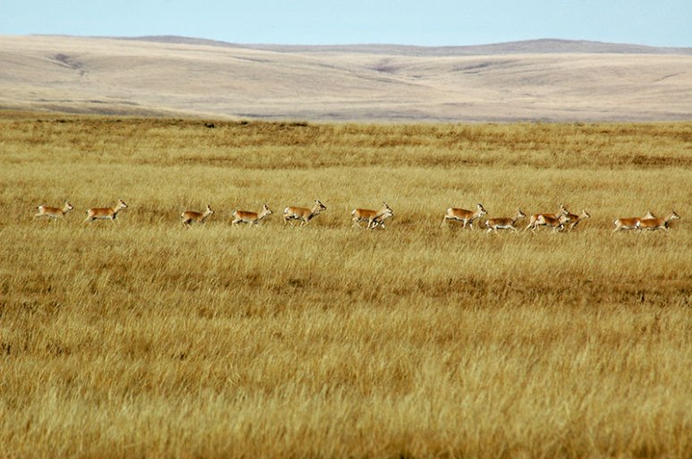 Gazelle, Dornod Mongol Steppe, Dornod Province, Mongolia