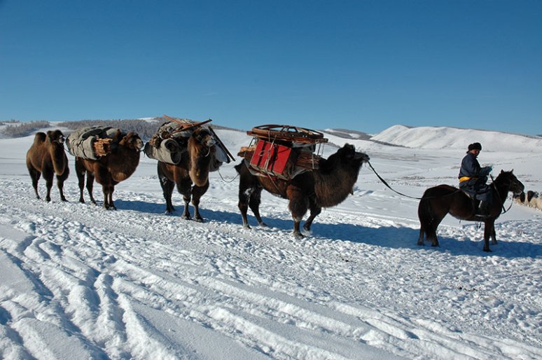 Camel Caravan, near Tsetserleg, Khövsgöl Province, Mongolia