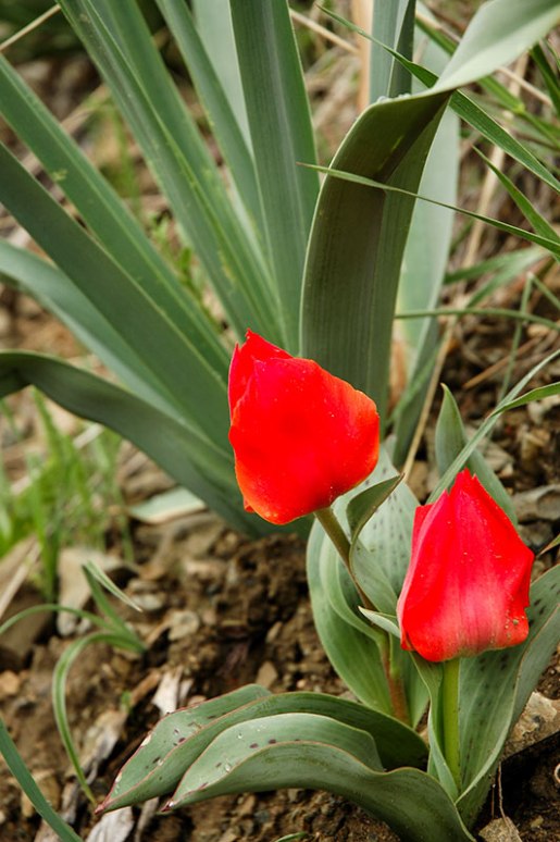 Tulipa greigii, Sayram-Ugam National Park, South Kazakhstan Region, Kazakhstan