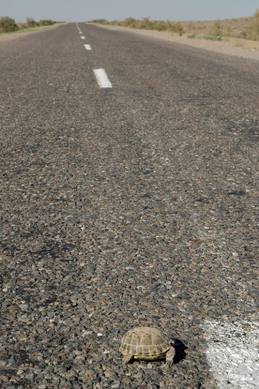 A381 Highway, Kyzylorda Province, Kazakhstan