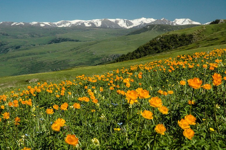Wildflowers, Dzungarian Alatau, Almaty Province, Kazakhstan