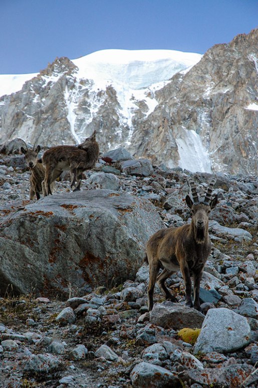 Ibex, Ala Archa National Park, Chuy Region, Kyrgyzstan