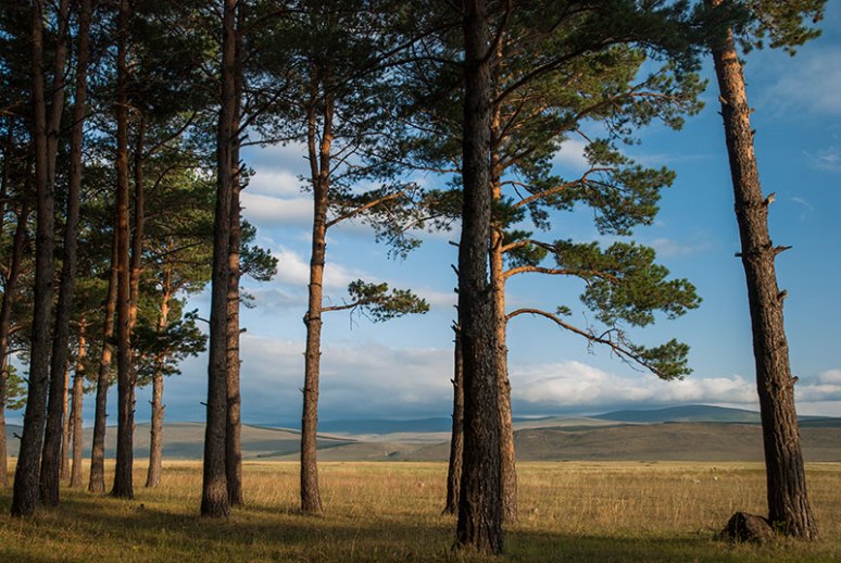 Forest, near Apnia. Samtskhe-Javakheti Region, Georgia